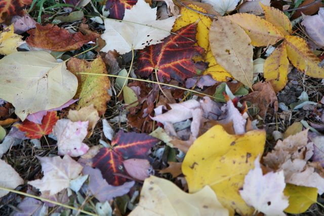 Leaves