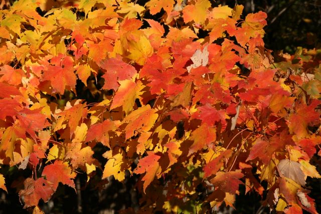 Maple Leaves 