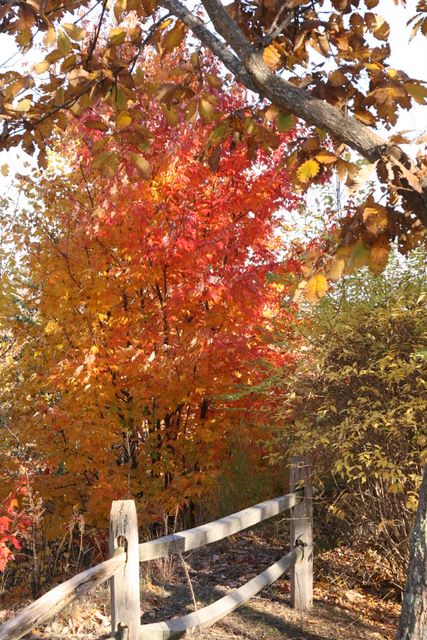 Maple Leaves