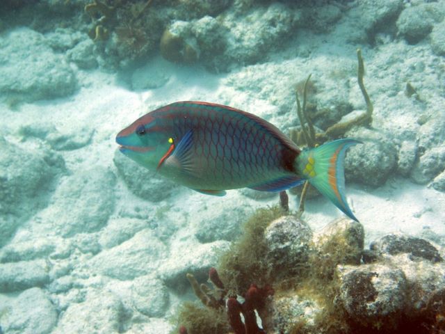 Parrotfish 