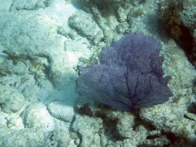 Sea fan 