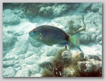 Parrotfish 