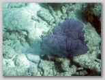 Sea fan 