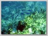 School of fish over Fire Coral 