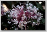 One flower on a bush of flowers 