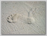 Footprint in the sand 