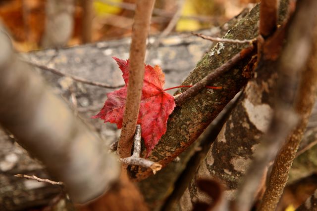 Red Maple leaf