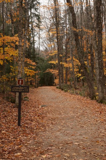 Sabbaday Brook Trail 