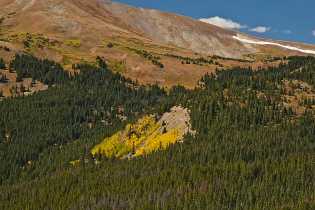 Aspen patch