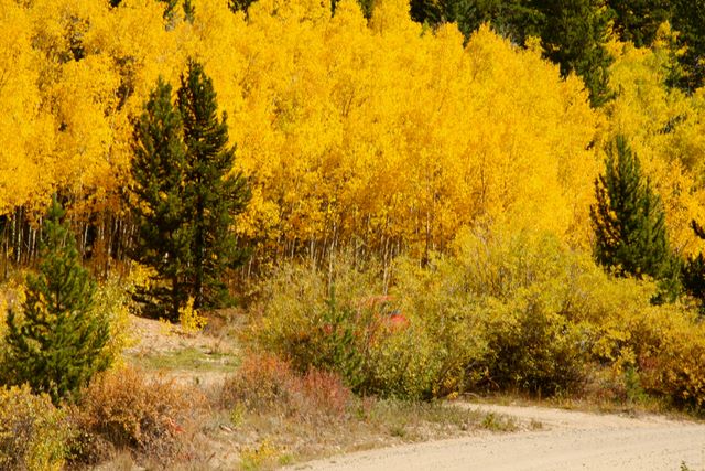 Aspen Grove 
