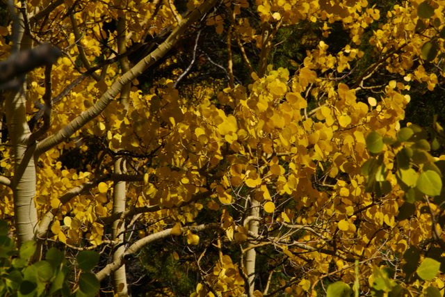 Aspens (close up) 