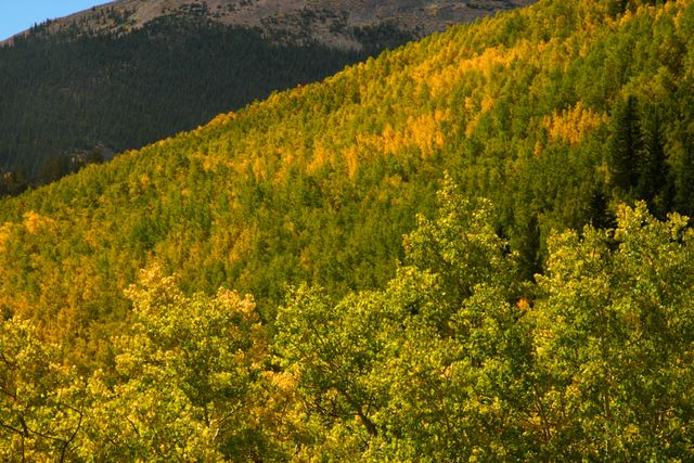 Along the Boreas Pass Road 