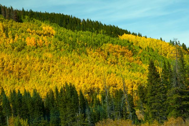 Along the Boreas Pass Road 