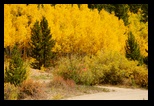 Aspen Grove 