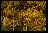 Aspens (close up) 