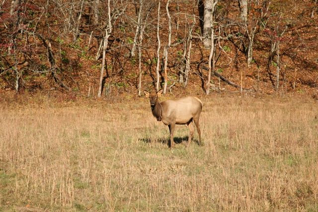 Young Female Elk - Great Smoky Mountain National Park, NC