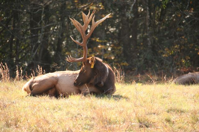Bull Elk - Great Smoky Mountain National Park, NC