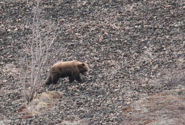 Brown Bear - Denali National Park - Alaska
