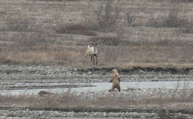 Caribou & Brown Bear (Standoff) - Denali National Park - Alaska