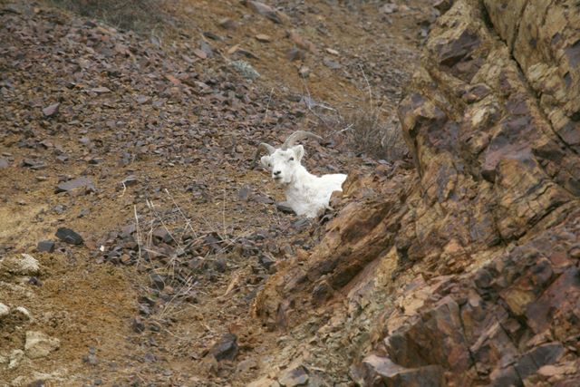 Dall Sheep - Denali National Park - Alaska
