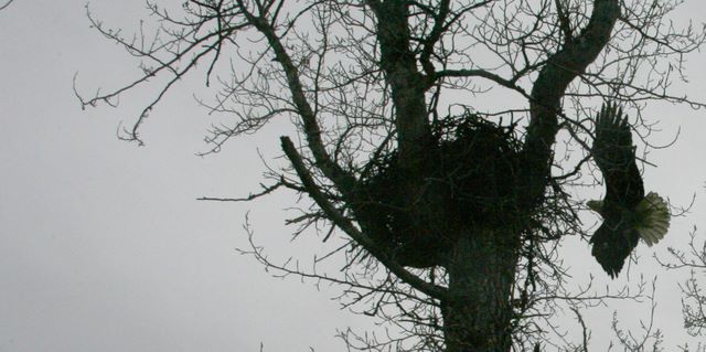 Bald Eagle - Seward, Alaska