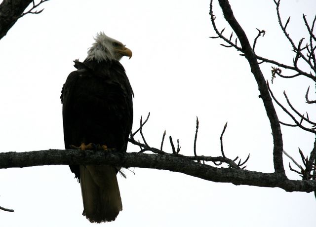 Bald Eagle - Seward, Alaska