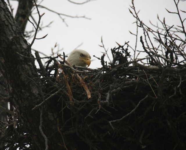 Bald Eagle - Seward, Alaska
