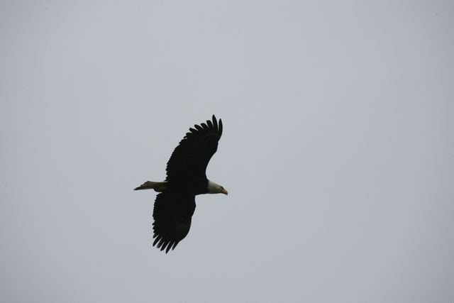 Bald Eagle - Seward, Alaska