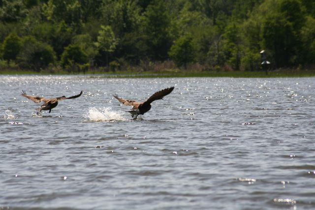 Flying Ducks - Santee, SC