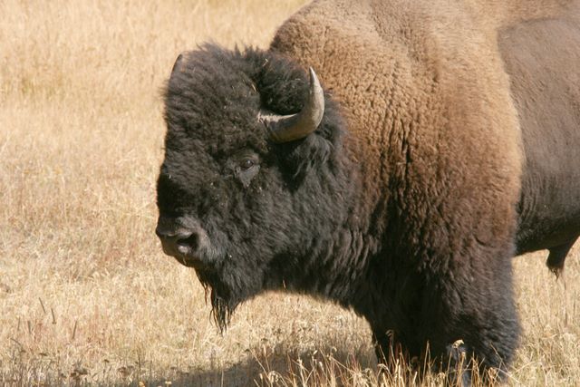 Bison - Yellowstone National Park - MT  