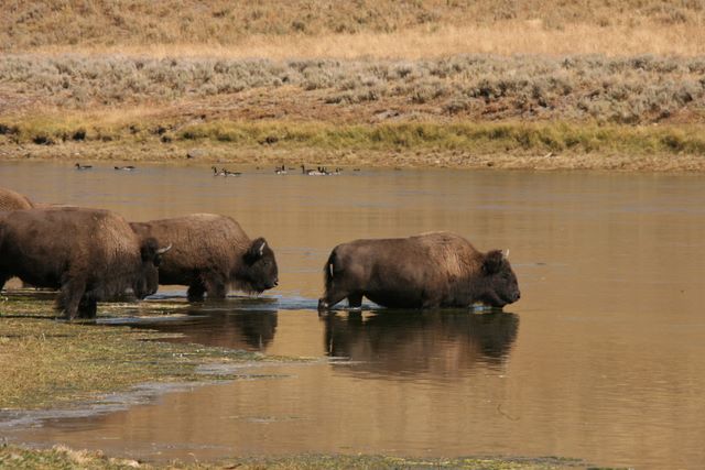Bison Herd crossing a river - Yellowstone National Park - MT