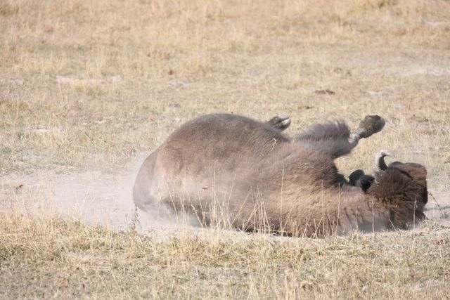 Bison - Yellowstone National Park - MT