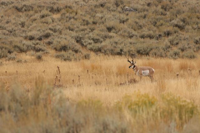 Bull Pronghorn Antelope - Yellowstone National Park - MT   