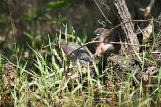 Bird - Santee, SC 