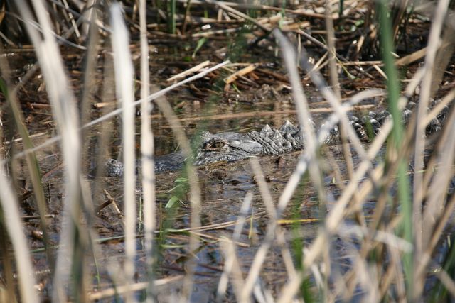 Alligator - Santee, SC 