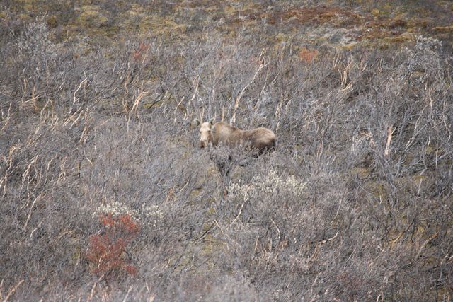 Female Moose - Denali National Park - Alaska