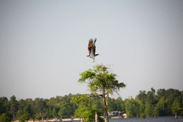 Osprey - Santee, SC
