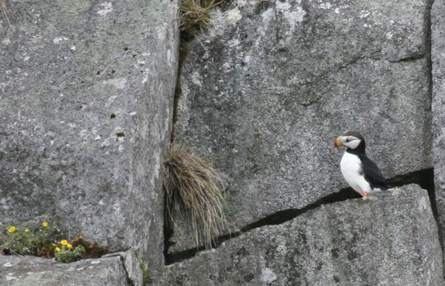 Puffin - Kenai Fjords National Park - Alaska