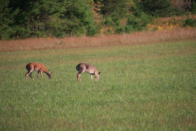 Whitetail Deer - Caves Cove - Great Smoky Mountains
