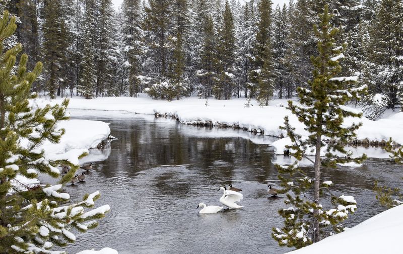 Madison River 