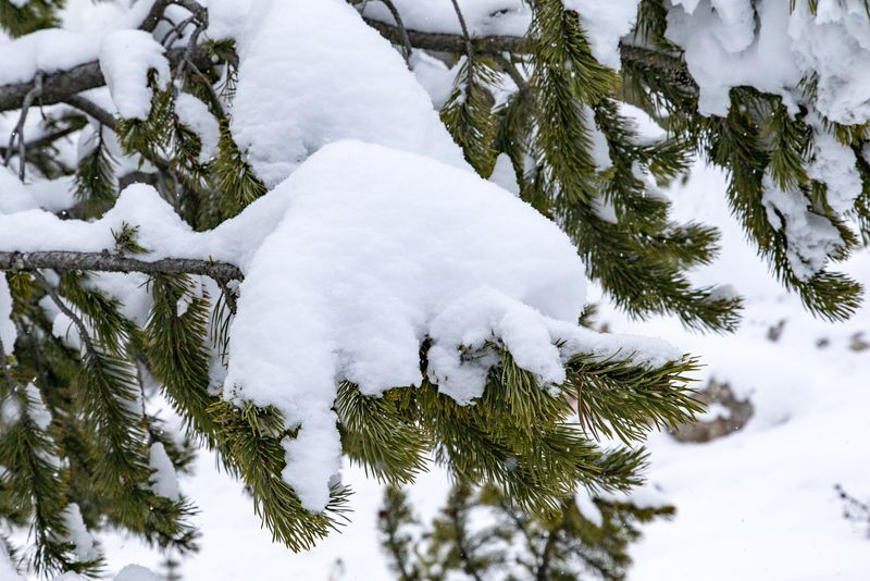 Snow Pillow 