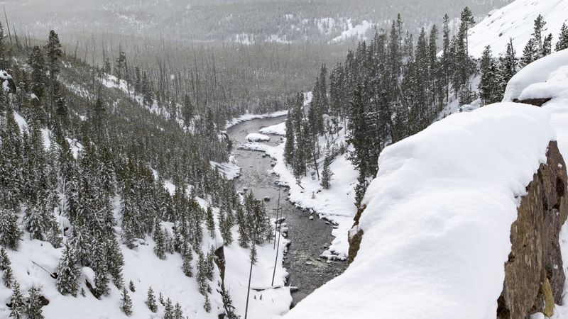 Gibbon River 