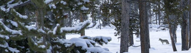 Stalking Coyote