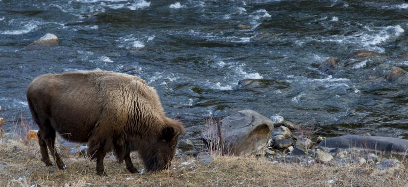Buffalo on the Gardner River 