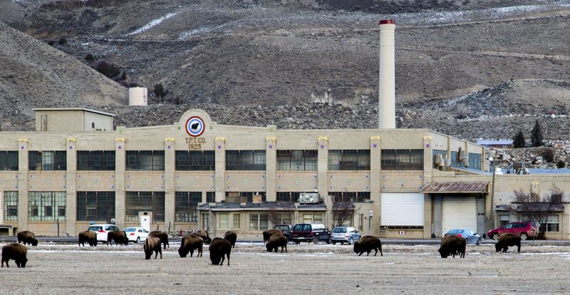 Buffalo Herd outside Gardner, MT 