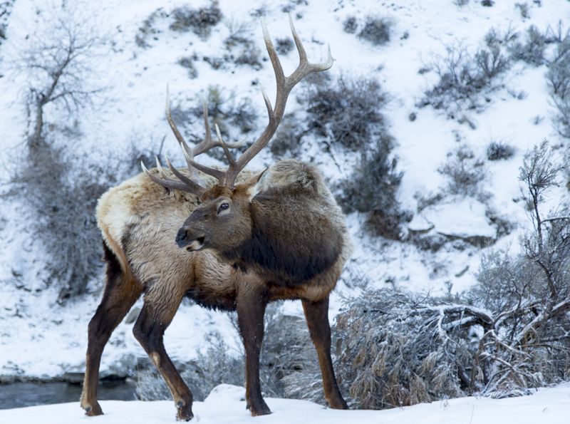 Bull Elk 