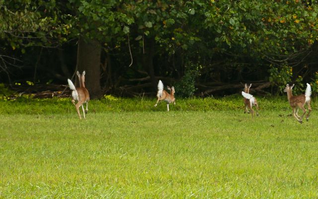 Yorktown -- White Tail Deer 
