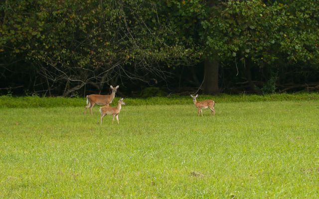 Yorktown Battlefield -- Local Wildlife 