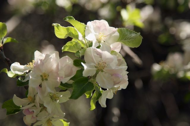 Apple Blossoms