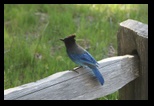 Bird on the fence